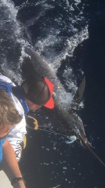 ANGLER: Steve Ward SPECIES: Blue Marlin WEIGHT: Est 180kg LURE: JB Dingo.